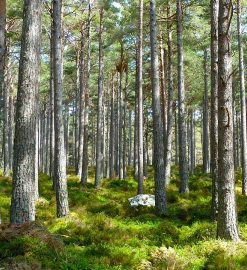 Pourquoi faut-il suivre une formation dans le domaine des forêts et bois ?