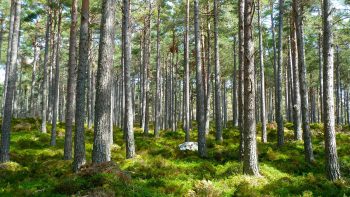 Pourquoi faut-il suivre une formation dans le domaine des forêts et bois ?