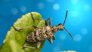 Insecte du bois sec : comment s'en débarrasser ?