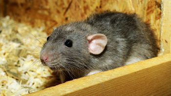 Rats et souris à Lyon : contactez un professionnel !